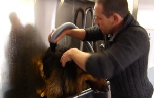 Waschanlage Hund abtrocknen