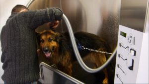 Hund anleihen