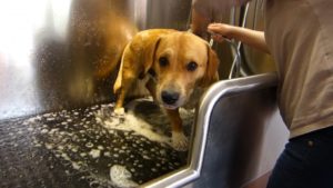 Hund wird gewaschen mit Shampoo