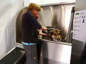 Prodogwasch Hund einnässen