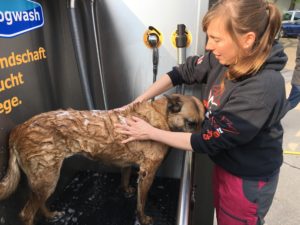 ProDogwasch draußen Shampoo