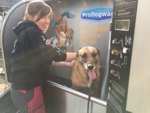 Hund Glücklich nach Waschvorgang