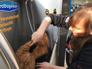 hundewaschanlage halle saale Perspektive 3