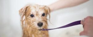 Hund waschen mit Shampoo