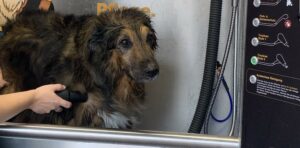 Hund Pflege: Fönen nach Bad