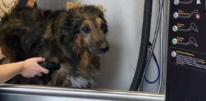 Hund Pflege: Fönen nach Bad