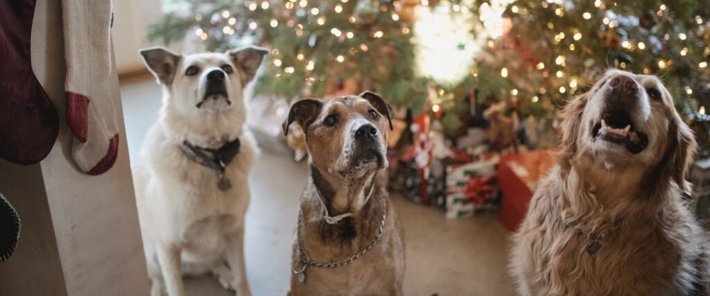 hunde weihnachtsgeschenke