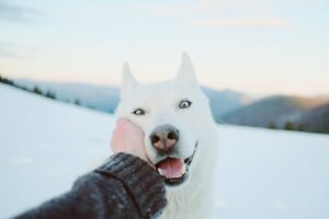 hunde weihnachtsgeschenke erlebnis