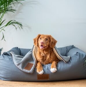 hunde weihnachtsgeschenke hundebett