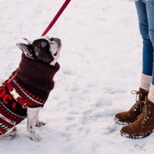 hunde weihnachtsgeschenke mode