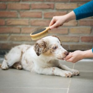 hunde weihnachtsgeschenke pflegeprodukte