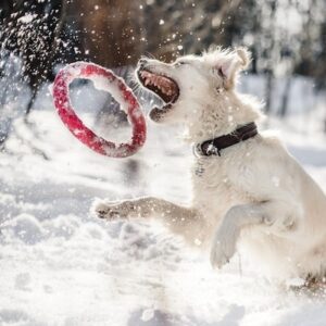 hunde weihnachtsgeschenke training