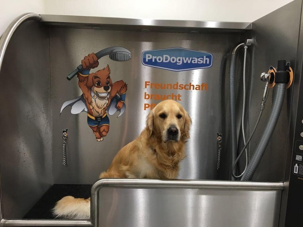 Golden Retriever wird geföhnt in Hundewaschanlage Indoor Fressnapf OHZ