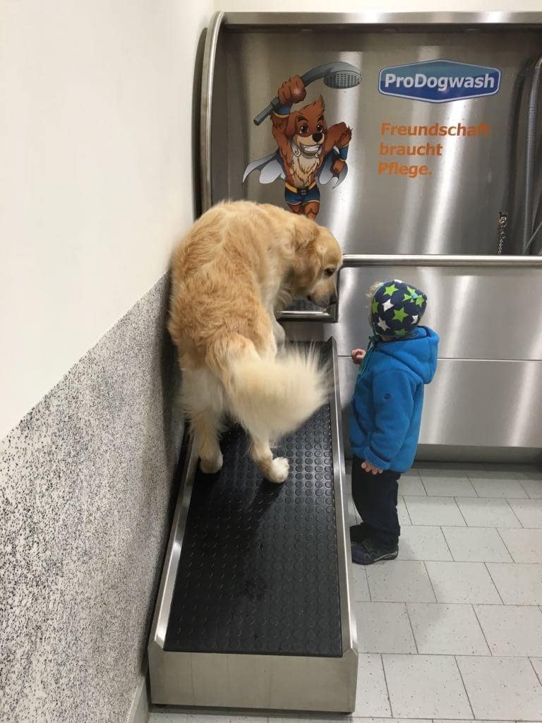 Golden Retriever auf Rampe in Hundewaschanlage neben kleinem Kind