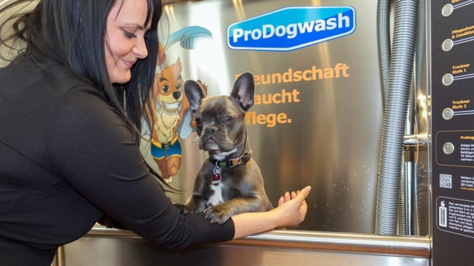 Französische Bulldogge in Hundewaschanlage Würzburg