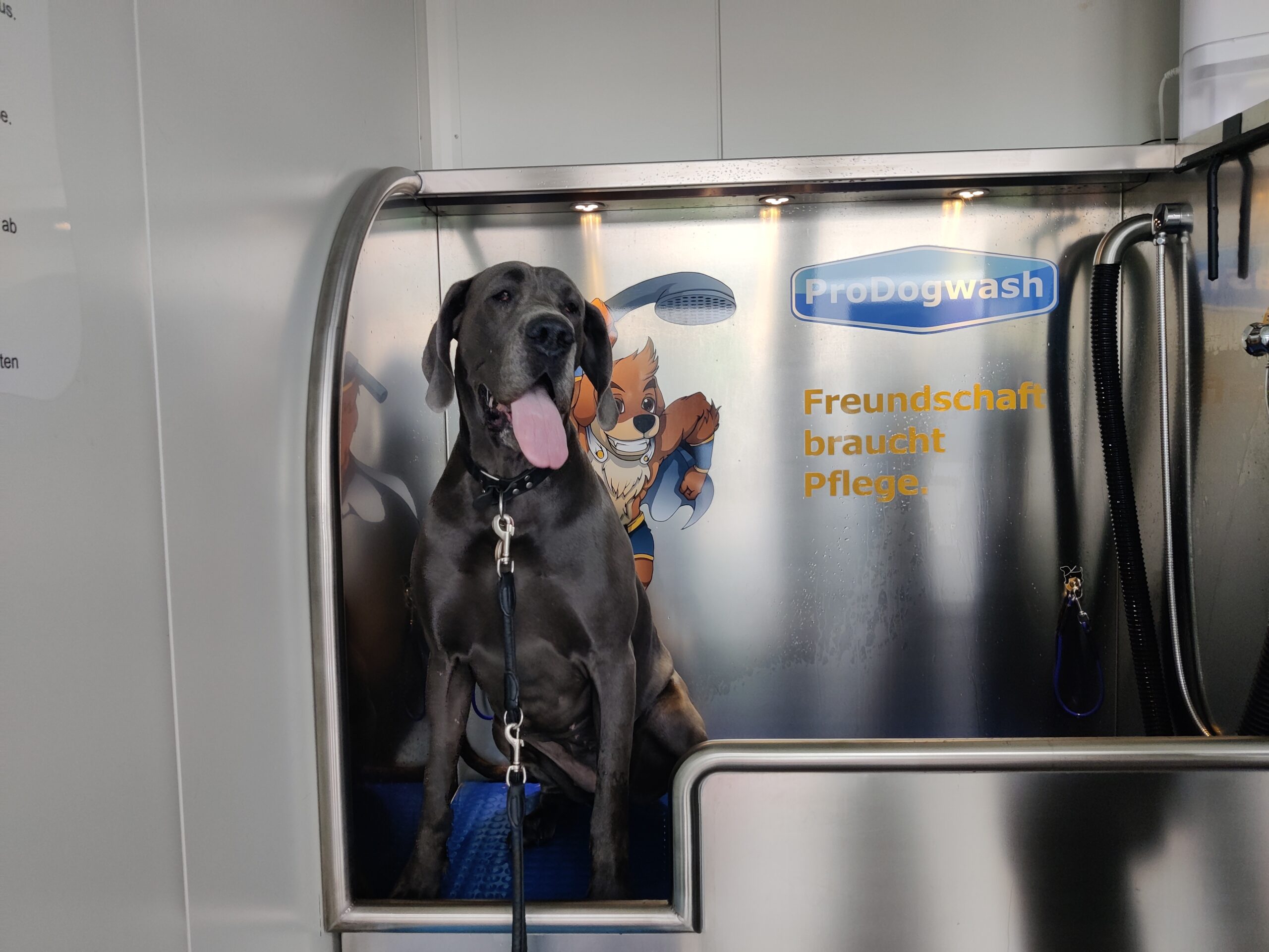 ProDogWash Hundewaschanlage – Deutsche Dogge