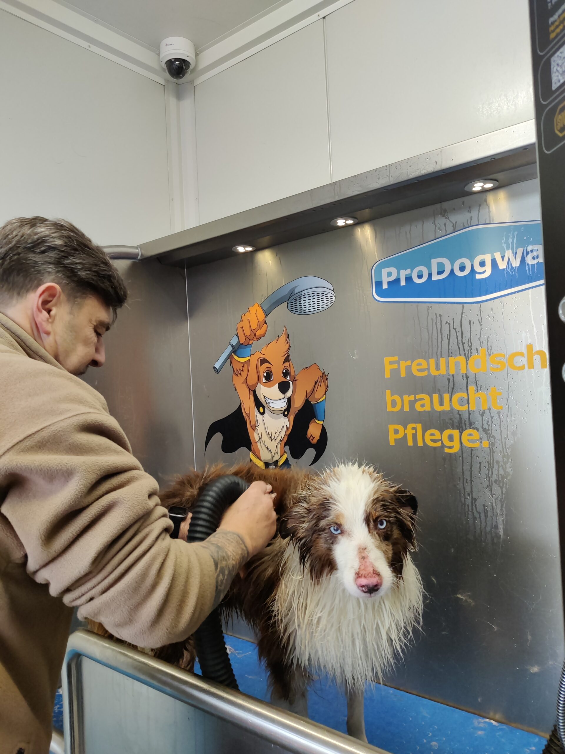 ProDogWash Hundewaschanlage – Australian Shepherd