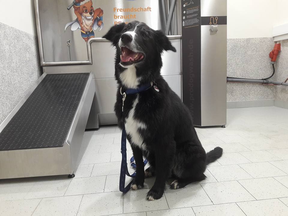 ProDogWash Hundewaschanlage – Border Collie