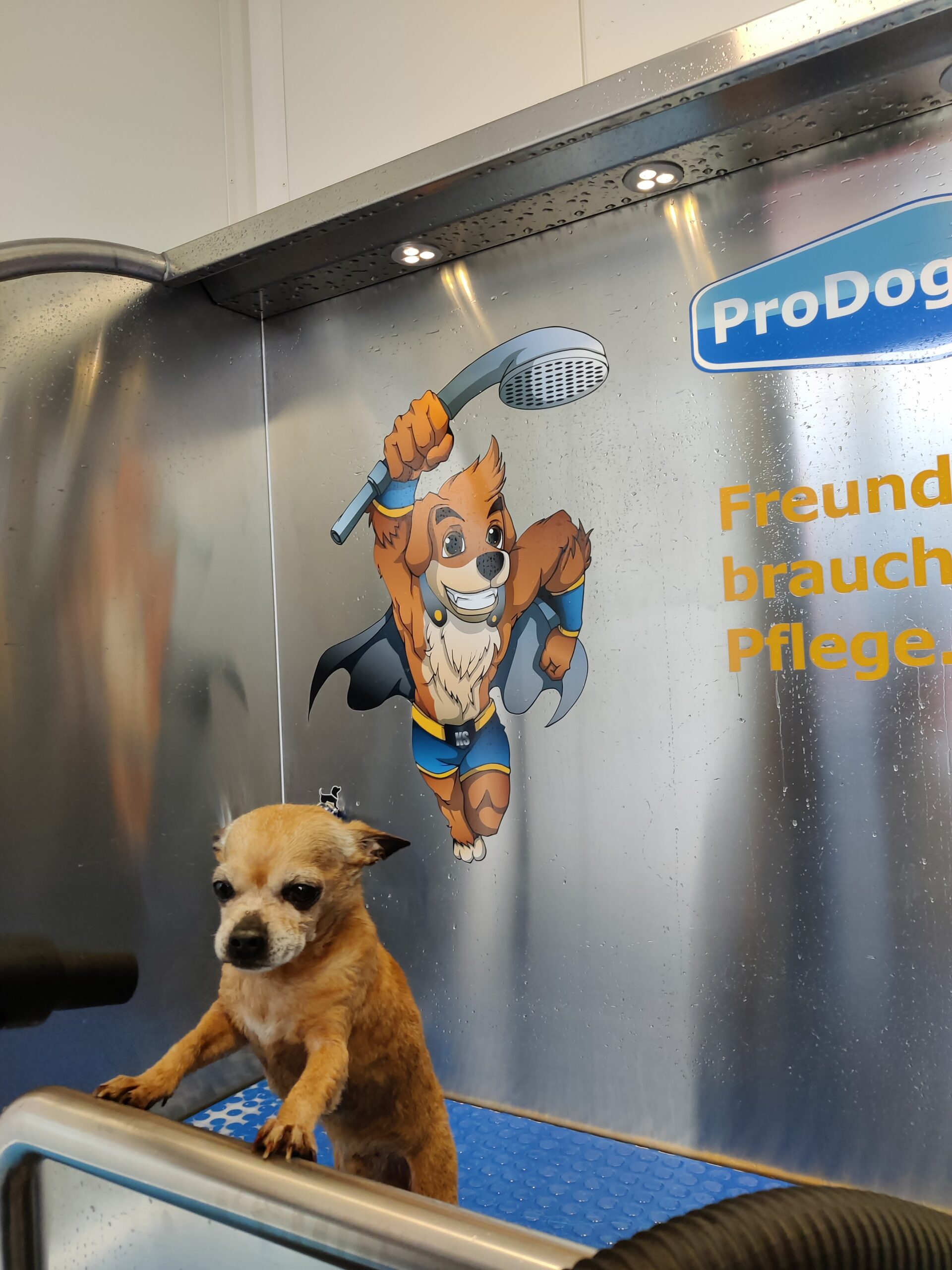 ProDogWash Hundewaschanlage – Chihuahua Fellpflege