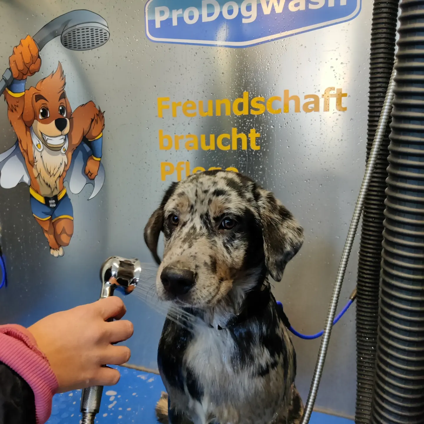 ProDogWash Hundewaschanlage – Deutsche Dogge Merle Welpe