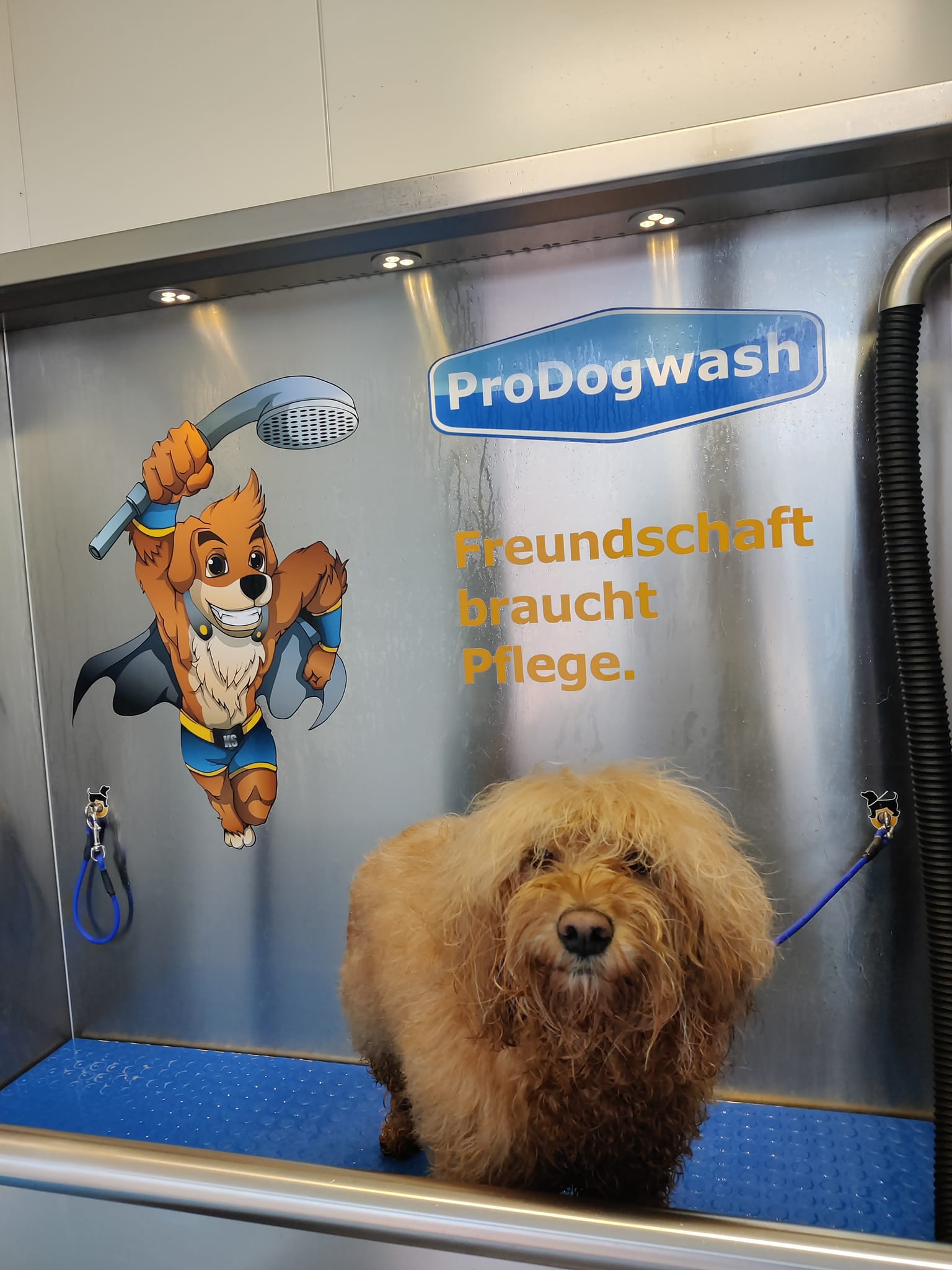 ProDogWash Hundewaschanlage – Pudel Mix / Doodle Trier