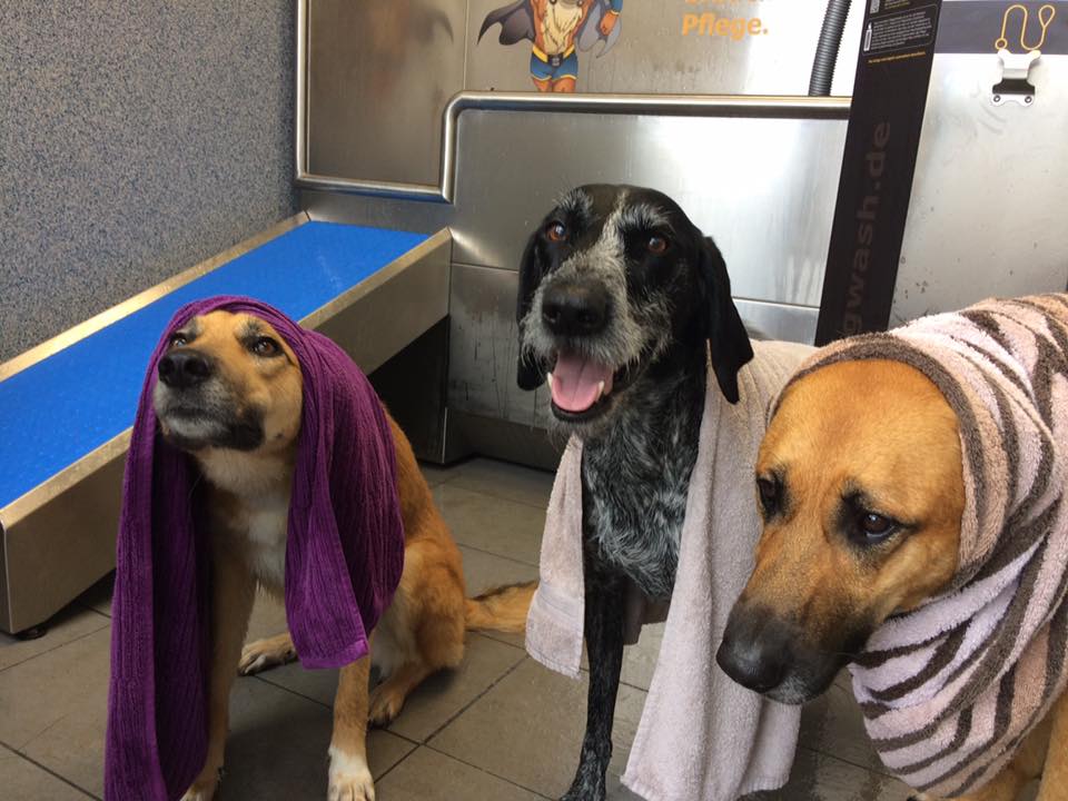 ProDogWash Hundewaschanlage – Deutsch Kurzhaar / Pointer Mix waschen