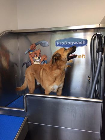 ProDogWash Hundewaschanlage – Schäferhund Mix