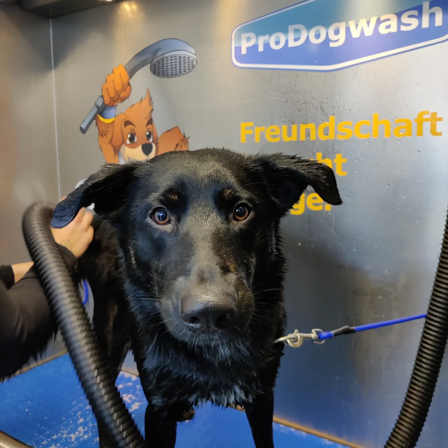 ProDogWash Hundewaschanlage – Schwarzer Labrador trocknen