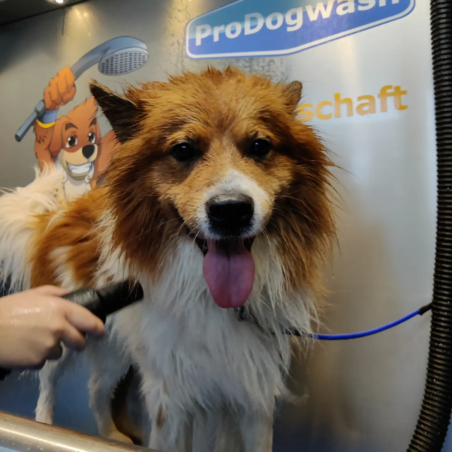 ProDogWash Hundewaschanlage – Shetland Sheepdog (Sheltie)