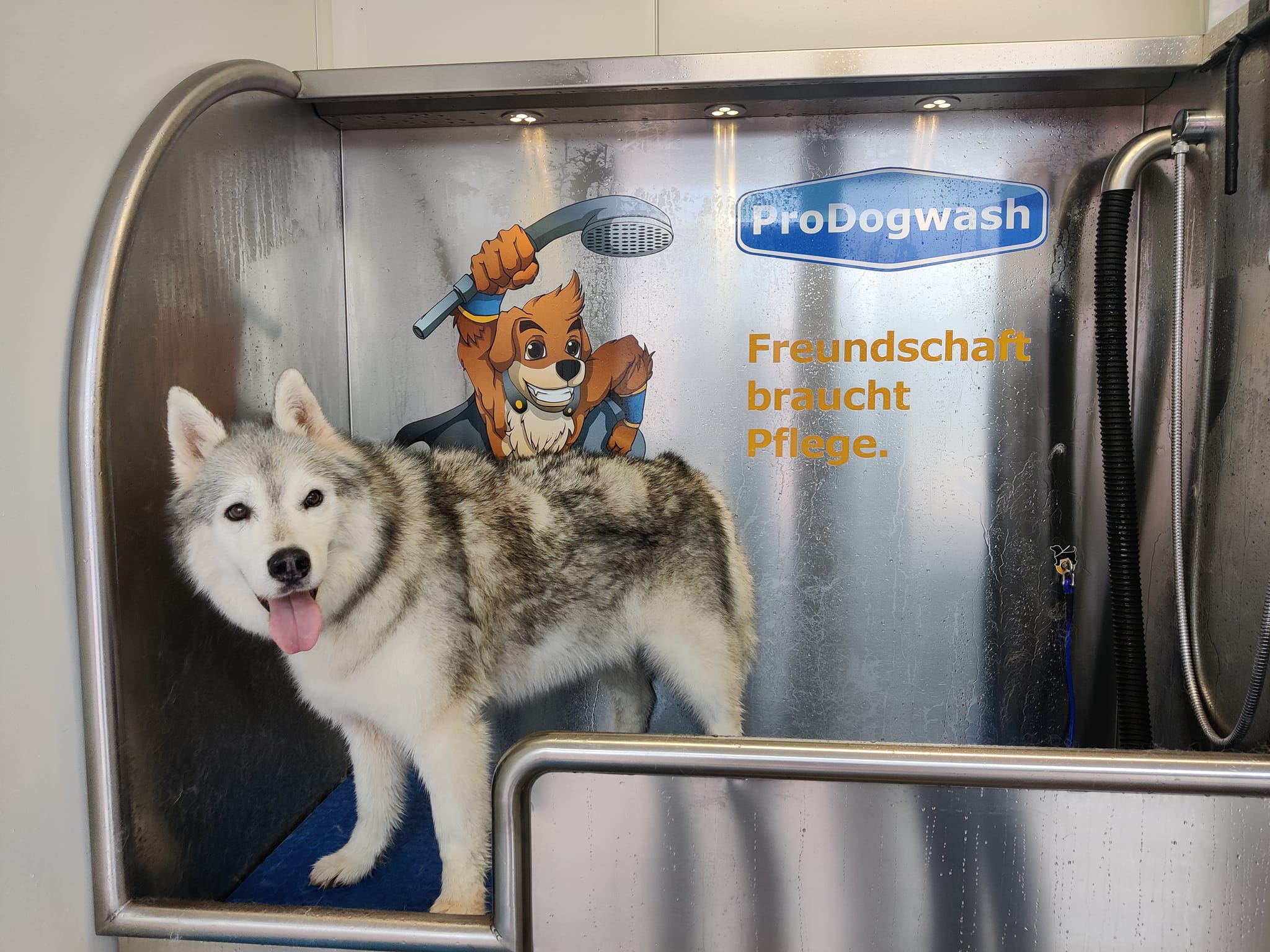ProDogWash Hundewaschanlage – Siberian Husky Trier